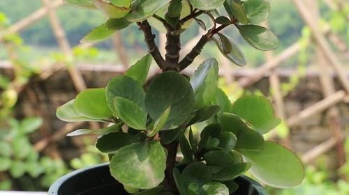 简单几步，打造出花繁叶茂年宵花，长寿花实在太美了