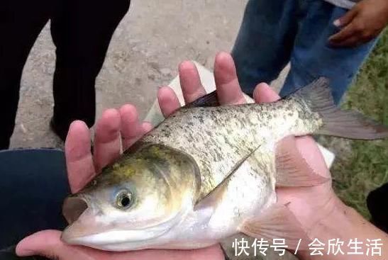 养殖户|俗称仙骨鱼,人为培育的残疾鱼,专供剁椒鱼头,南方已产业化养殖