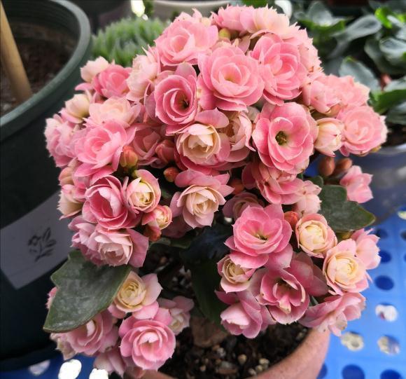 长寿花有“4喜3怕”,避开小坑,快速开花一大片,太省心了