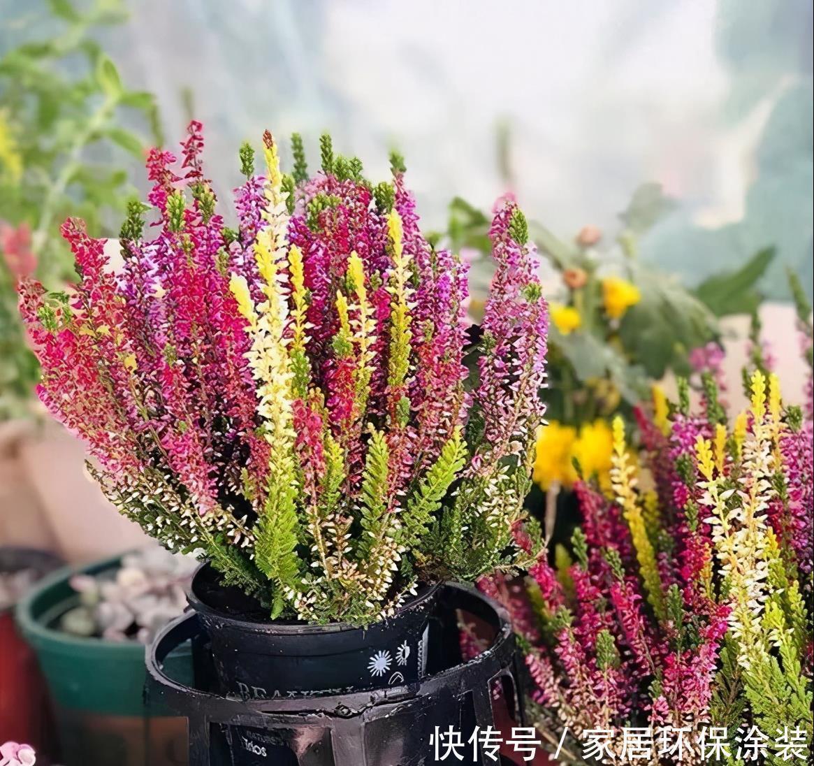 娇艳|6种“冷艳”花,就爱寒冬开,越冷越娇艳,雍容又华丽