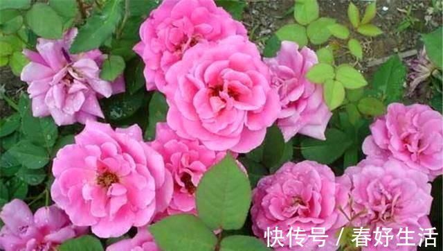 用白糖、白醋来养花，全都比不过1勺“白粉末”，除虫沤肥效果好