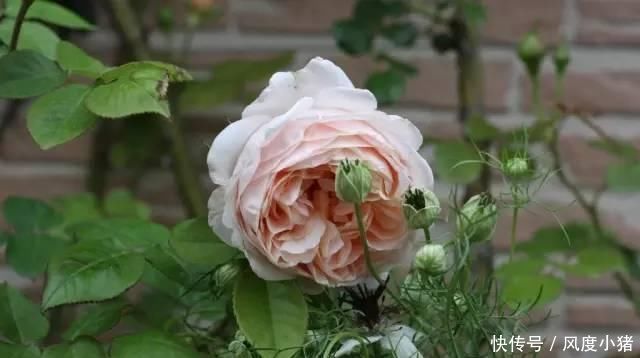 种植|家里有院子不如搞个种植池,这几样植物推荐给你