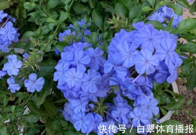 花期时间比较长的4种花,寓意“仕途长长久久”,很多人已经在养