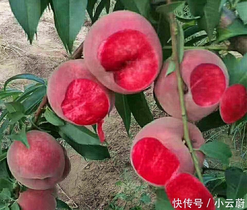 吃不完|阳台不要再浪费,聪明人此样做,绿色健康,吃不完还可以卖