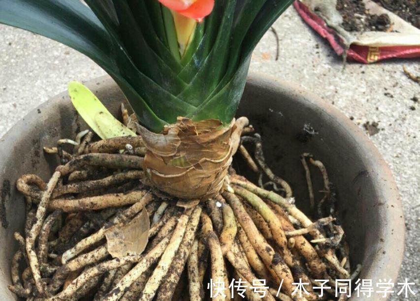 植物|路边随意挖来的松针土,该怎么处理拿来养花?