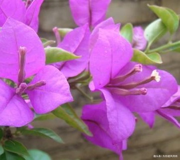 隔壁大爷家的三角梅年年开爆盆，而我家的总低头，这是为什么