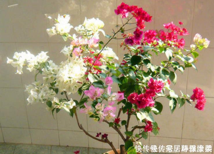 发黄|三角梅开花很简单,1种肥料常年用,叶片不发黄,四季花开不停!