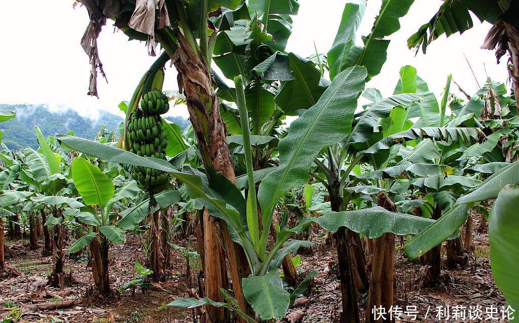 那些年吃过的野菜！农村真正的野味！