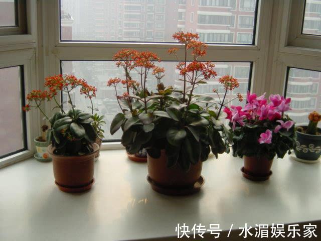 夏天养花“技巧”多,天热就需要换位置,黄叶烂根救不活