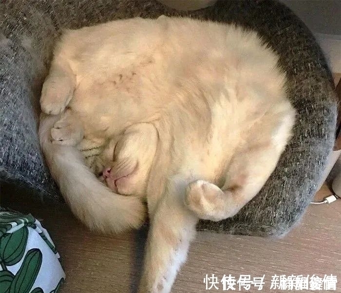 插画$插画家画了几只猫,被网友吐槽瞎画,放上原照后,人们直接无语