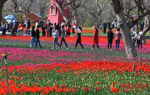 刘家峡：郁金香花开惹人醉