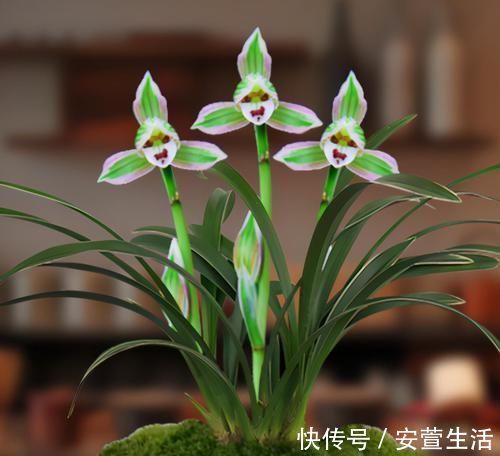 此兰花是矮种“帝王”，花色罕见，叶带金边线艺，曾一苗难求的