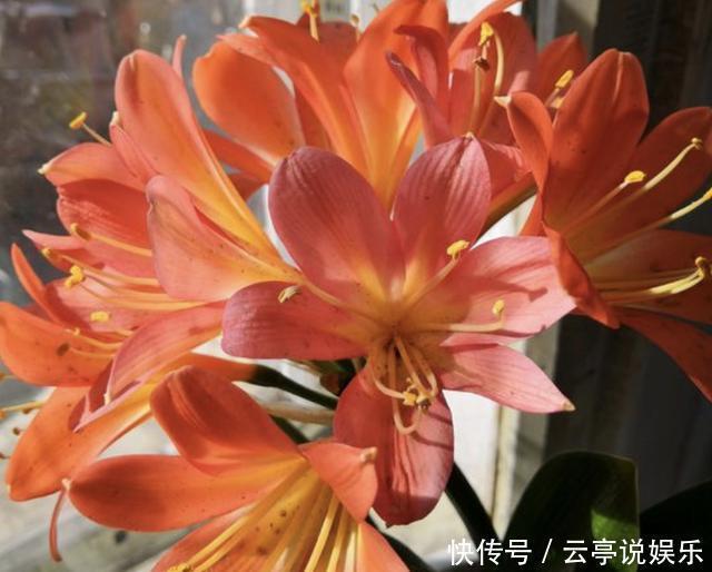 花卉|养花别浇“营养液”,就用“1种肥水”,浇1次,1年不用施肥!