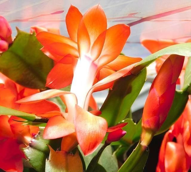 空气湿度|室内蟹爪兰四季养护操作，繁殖和促花技巧教给你，看你能学多少