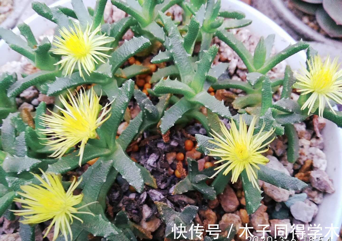 四海波|想叶插这些多肉的肉友别浪费时间,因为迄今为止没人成功