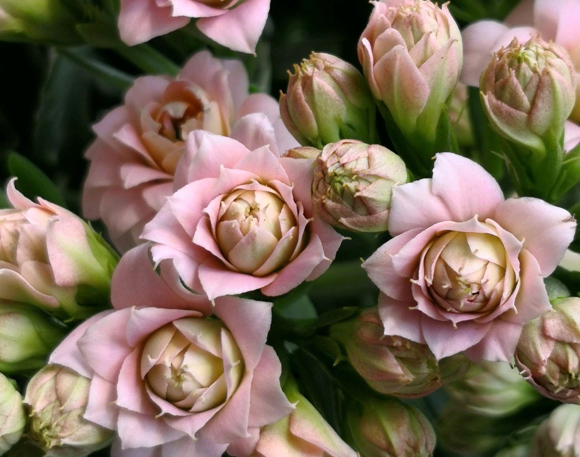  磷酸二氢钾|长寿花的花苞上色了还能喷磷酸二氢钾吗？磷酸二氢钾不是随便用