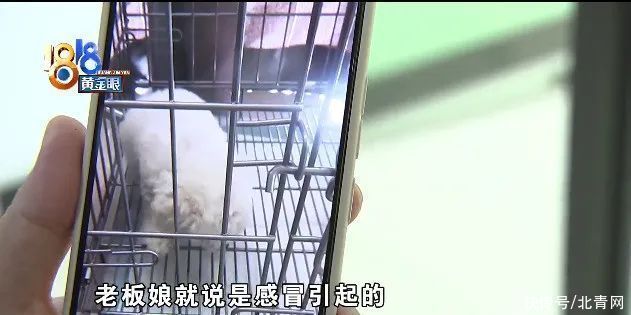 犬瘟|“感冒”查出得犬瘟，姑娘在意“时间点”