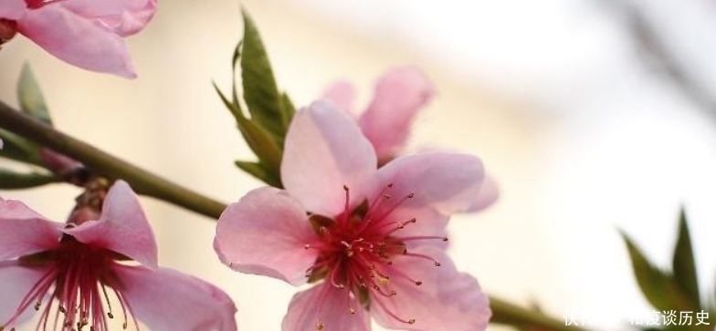 课本|白居易入选课本最多的一首诗,通篇写得很是简练,但却充满了哲理