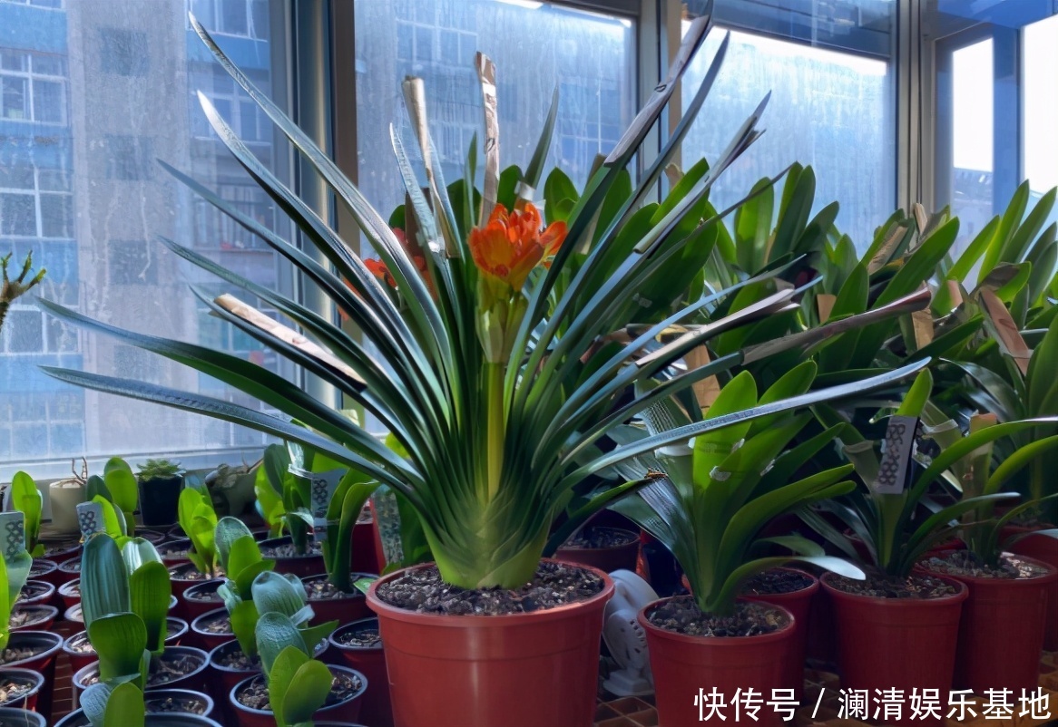 根尖|春季养君子兰，新手不经意会犯五个错，难怪越养越糟，始终养不好
