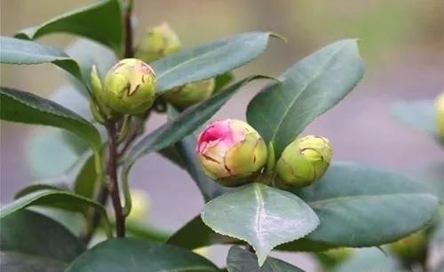 为什么我的茶花，花苞总是往地上掉？