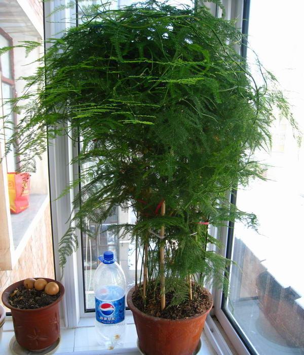 发黄|养好文竹,有3点很重要,叶子清新翠绿,枝叶繁茂