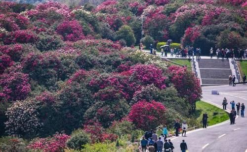 贵州“百里杜鹃”又火了，满园花开鲜艳壮丽！很多本地人都没发现