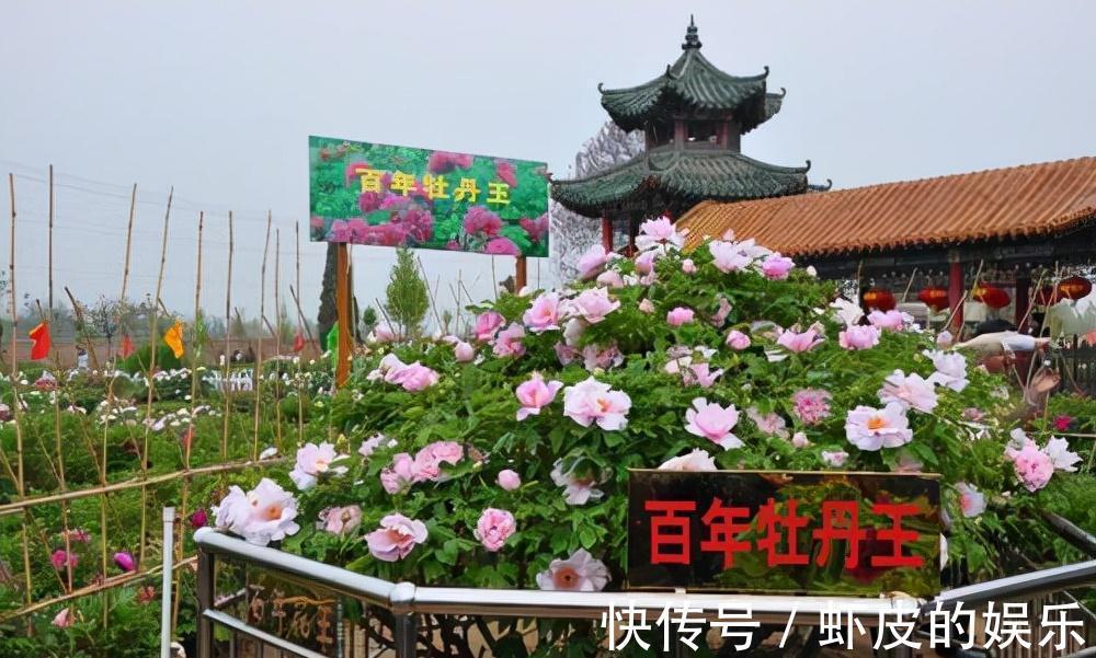 牡丹花|元旦前,“七种花”赶紧搬到阳台上冻一冻,生长茂盛,花苞呼呼冒