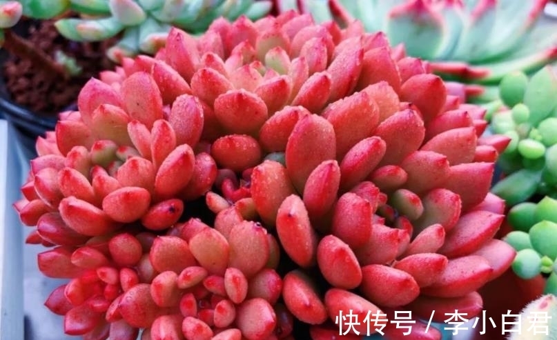 秋天养多肉红宝石，趁早做好3件事，叶片饱满红彤彤，真美