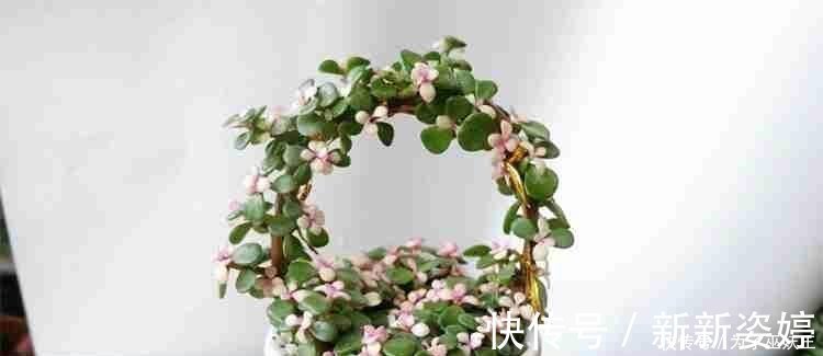 镇宅|3种“便宜花”这样养一养,一年变“老桩”,开花千朵还“镇宅”
