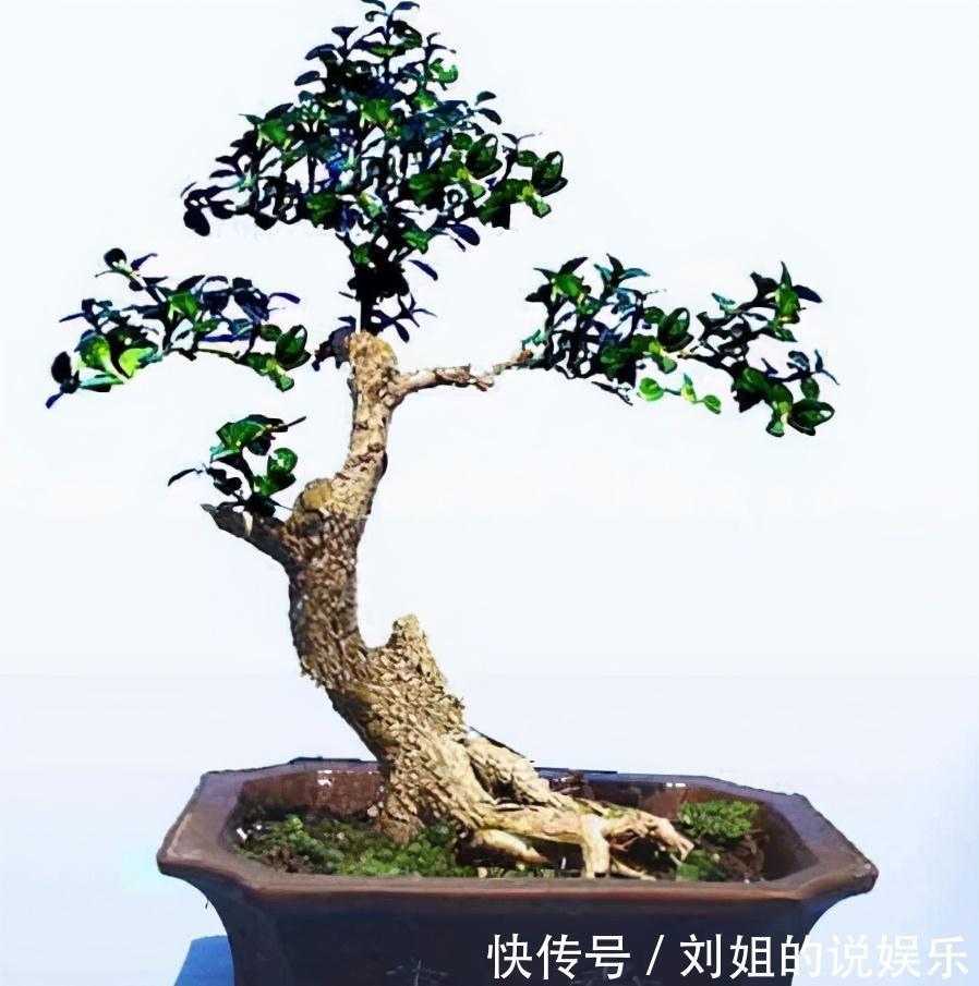 100年的黄杨盆景是怎么养出来的,我总结了下面这些老师傅经验