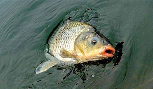 2020冬季如何钓鲤鱼,这些是钓鲤鱼技巧好方法