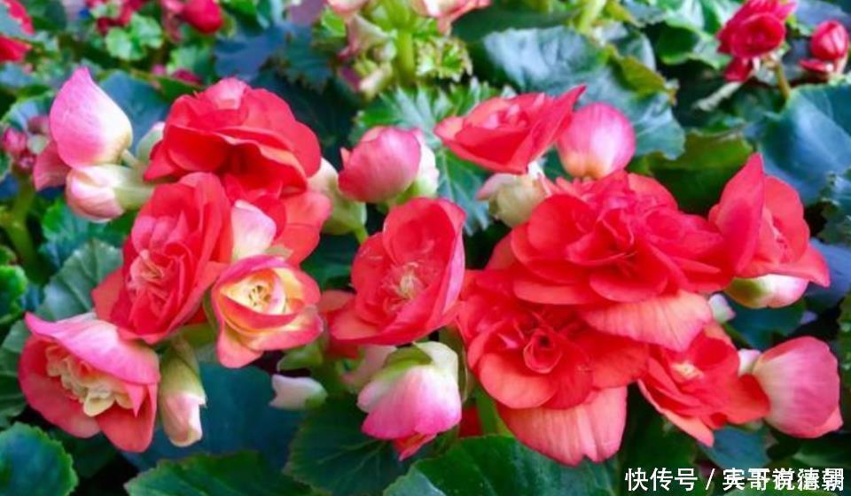 玫瑰花|养花就养这几款,全年开花不停,花香四溢飘满屋,美