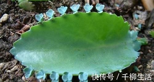 盆栽的朋友认识吗?此为不死鸟,落地就能生根,养好了价值高