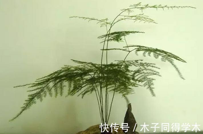 阳台上|盆栽养文竹,靠抓住这4点促生长,保管植株不黄叶烂根