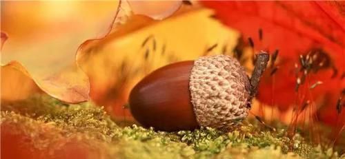 文竹|家中养文竹,老是烂根黄叶?牢记小技巧,郁郁葱葱变森林