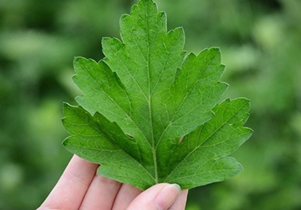 野草|田间没人要的野草,却是腰间盘突出的“救命草”,不妨一起了解下