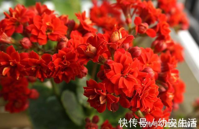 此4种花,随便摘片叶子都能繁殖一棵,轻松爆盆,阳台变花园