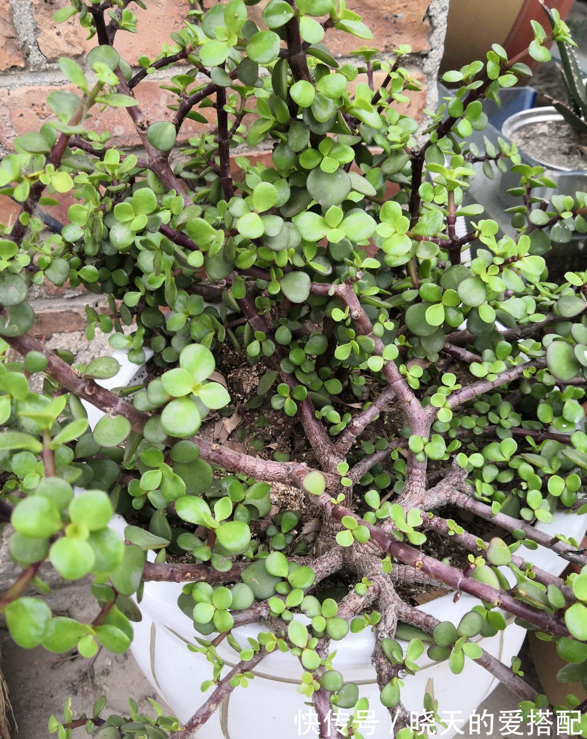 桂花|养4种植物堪称“投资”,养得越久,价值翻好几倍