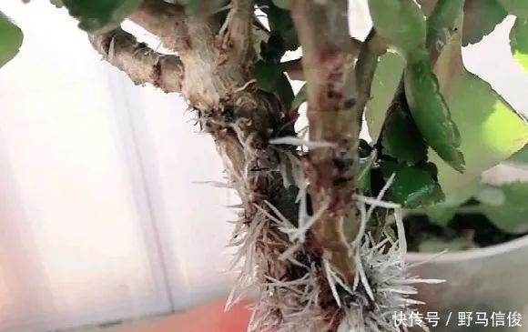 红掌|茉莉花扦插有机关,砍这一段枝条,插土里3天就活