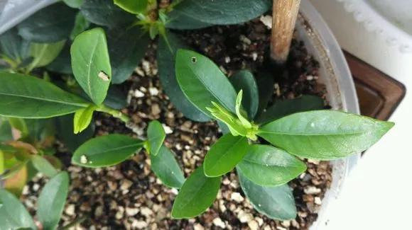 养花技巧学会这种扦插法,插什么活什么,太简单了!