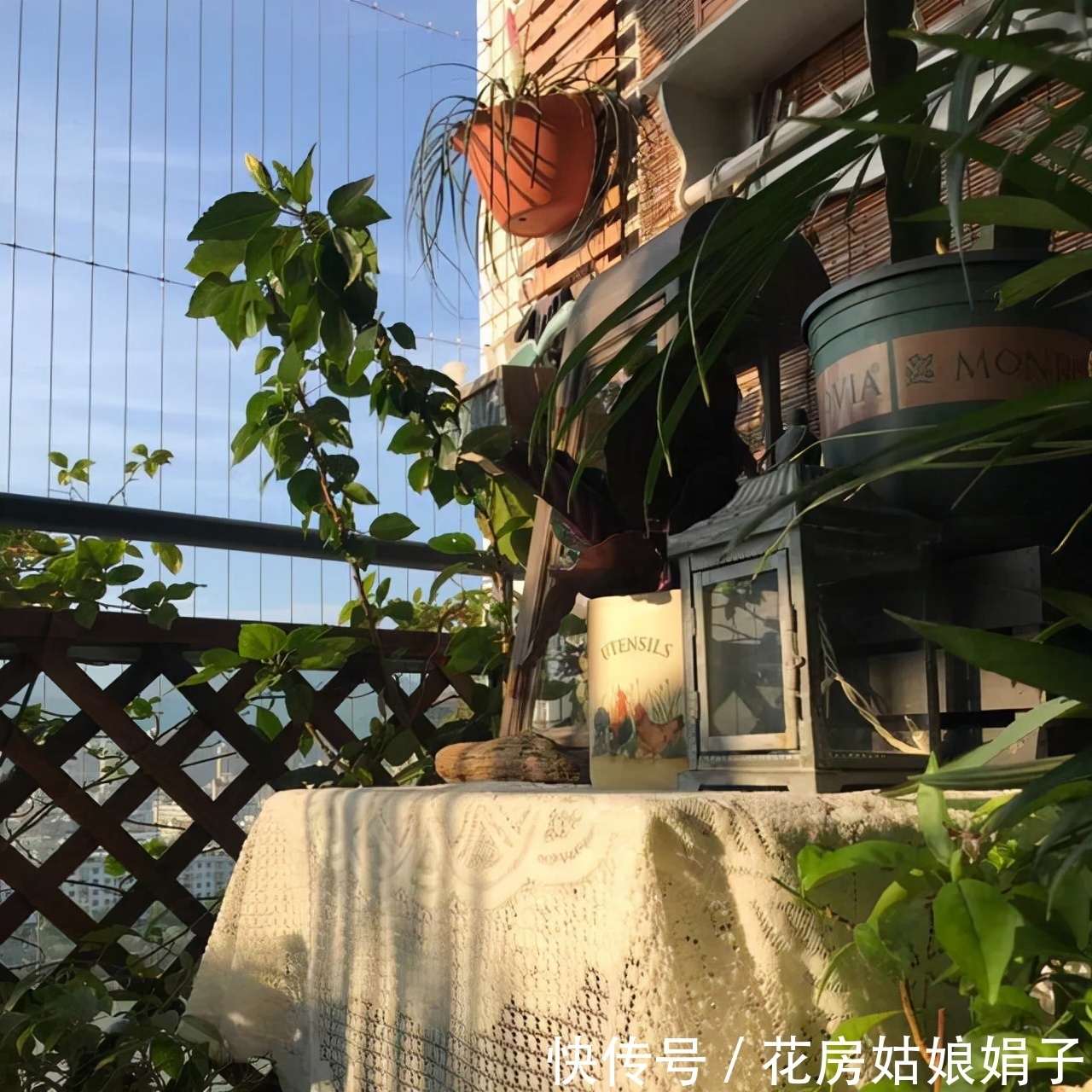 扶芳藤|把阳台打造成自己喜欢的小花房,需要从这些方面去做,就能拥有它