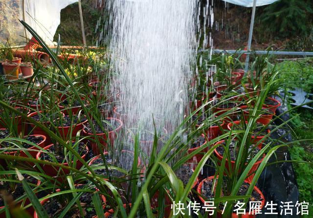 养兰花时多菌灵如何使用?很多网友不知道,用错了不仅无效还有害
