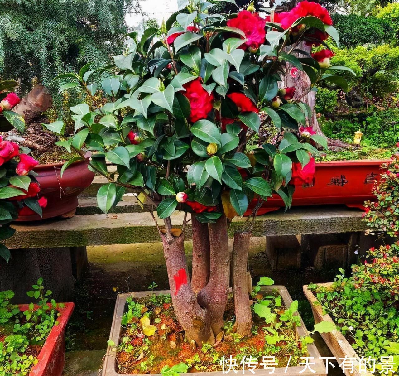 复合肥|“穷养”5种花,用小花盆栽种,多晒少管更利于生长,又美又值钱