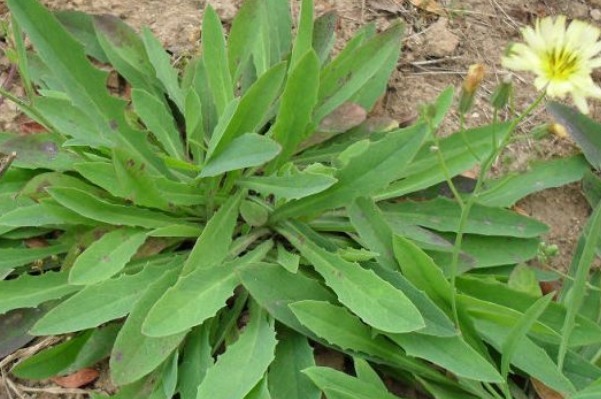  红薯|比红薯还强的抗癌野菜，扔地里老死也没人要，老中医却一直当成宝