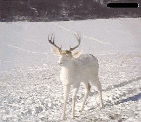 |搞笑GIF趣图:一张图告诉你,千万不能跟老爸一起去健身房
