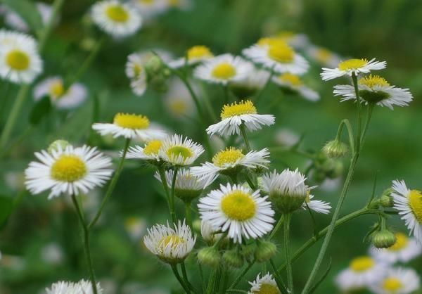 野草|农村厕所边上的野草,被称为“白酒草”,价值连城,治疗炎症良药