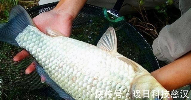 大板|夏季涨水钓浅滩,掌握这3个方法,钓到大板鲫不再难