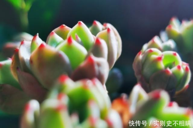 爱之蔓|你红尖尖,我红边边