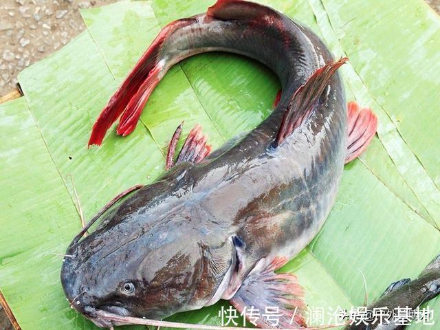 “它”经常被人错认，已泛滥成灾，且不能食用