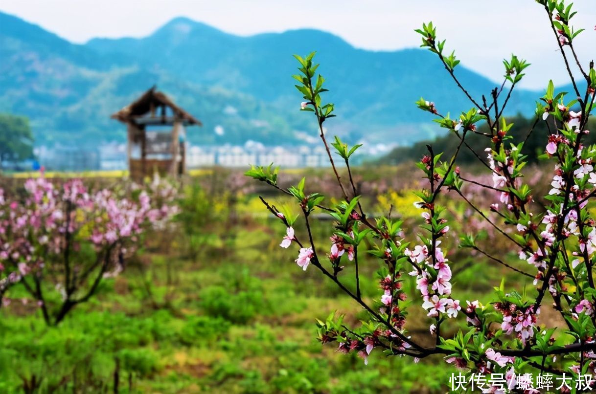 中年|杭州郊区有个世外桃源村，芳草鲜美，落英缤纷，阳春好去处